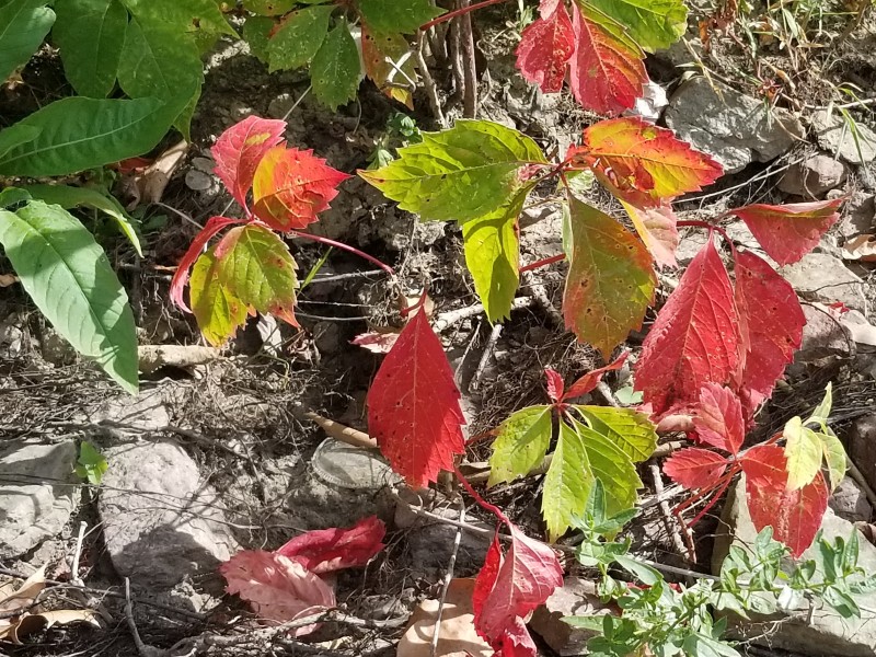 Fall Leaves Trees