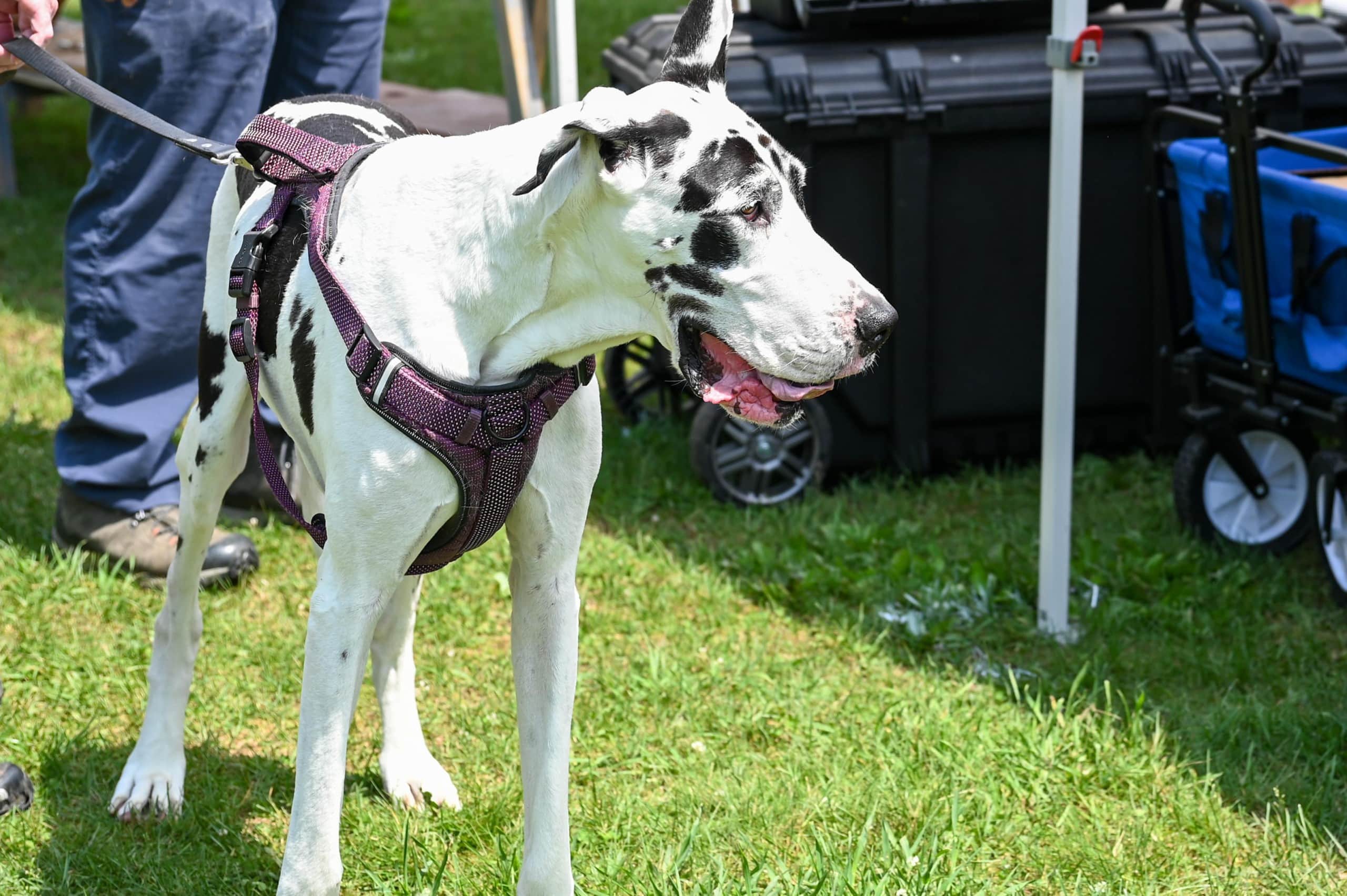 Saucon Valley Farmers Market Dog