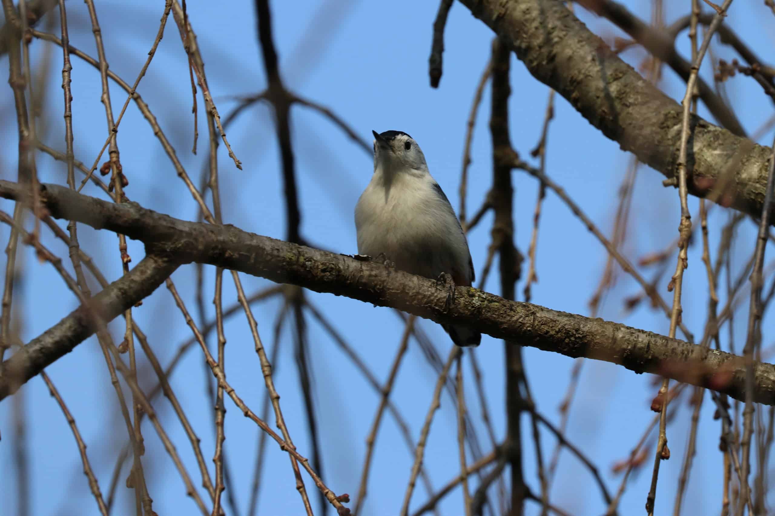 Nuthatch Hellertown Bird