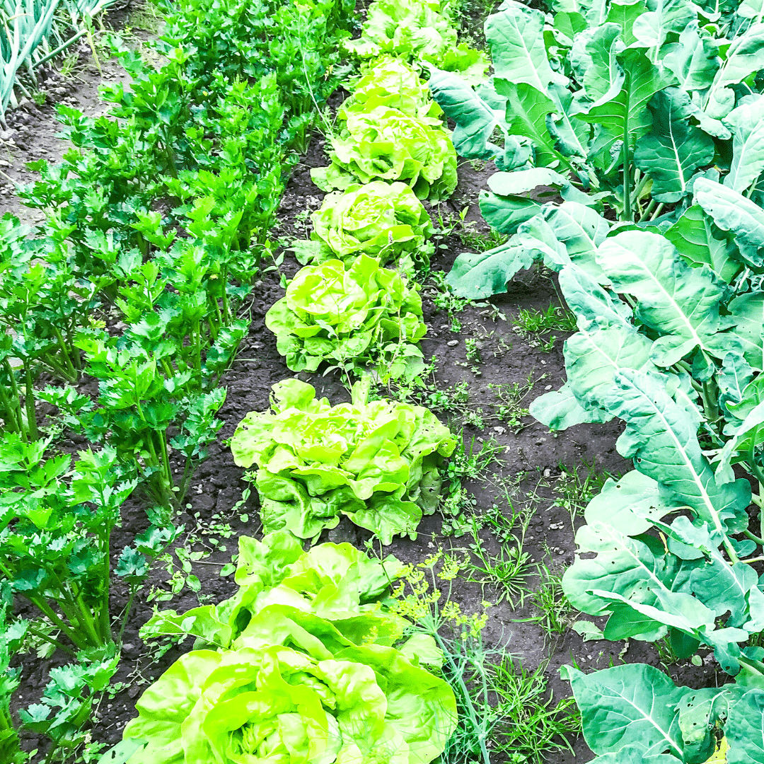 Plant a Row Lehigh Valley