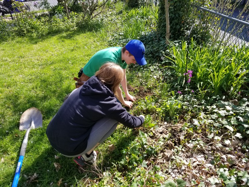 Saplings Trees Saucon Valley Planting
