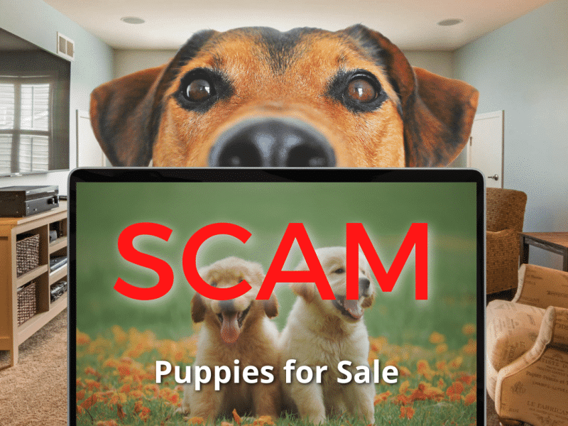 SCAM