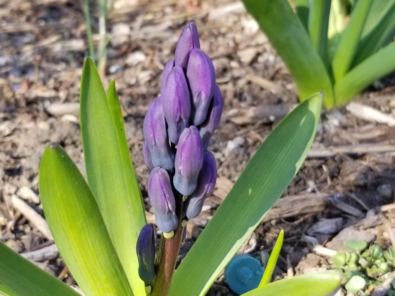 Springtime Saucon