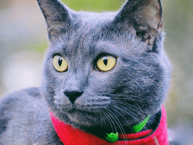 Cat BB