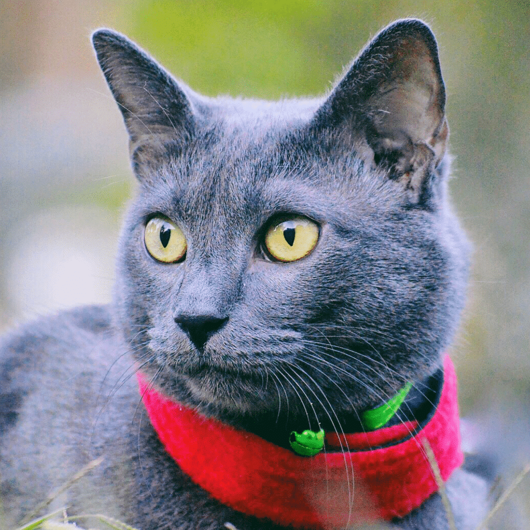 Cat BB