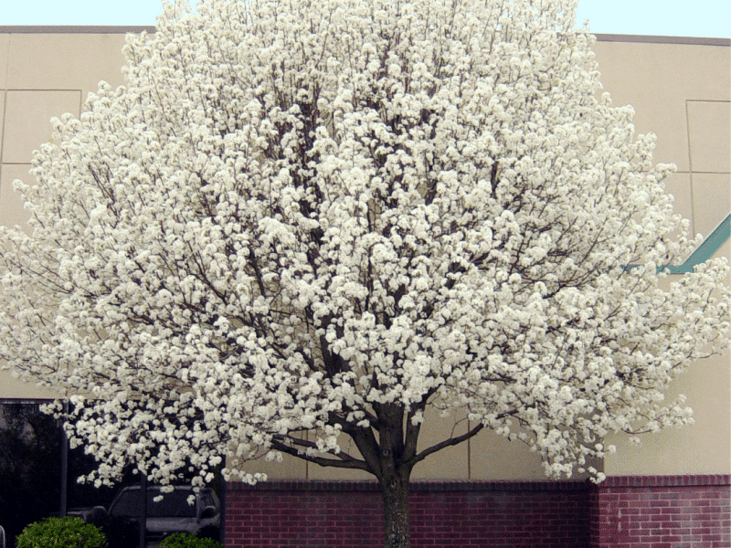 Bradford Pear