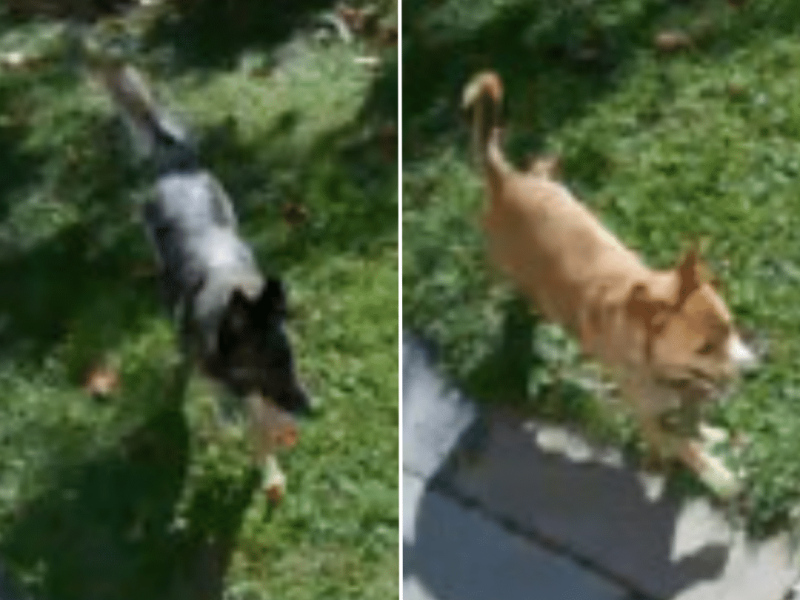 Richland Dog Attack