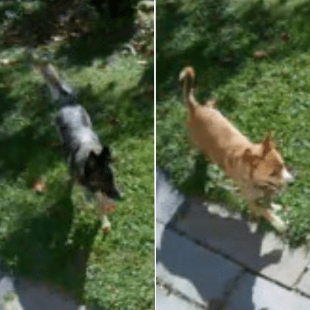 Richland Dog Attack