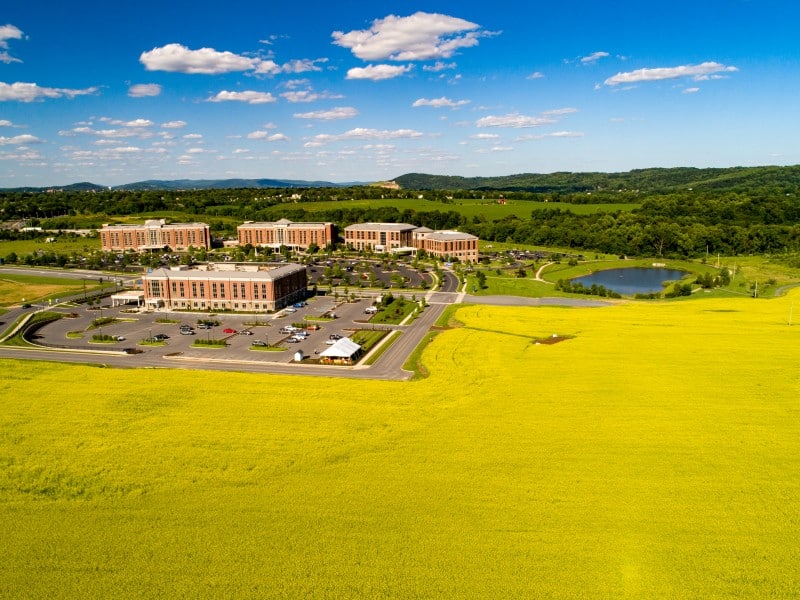 Canola