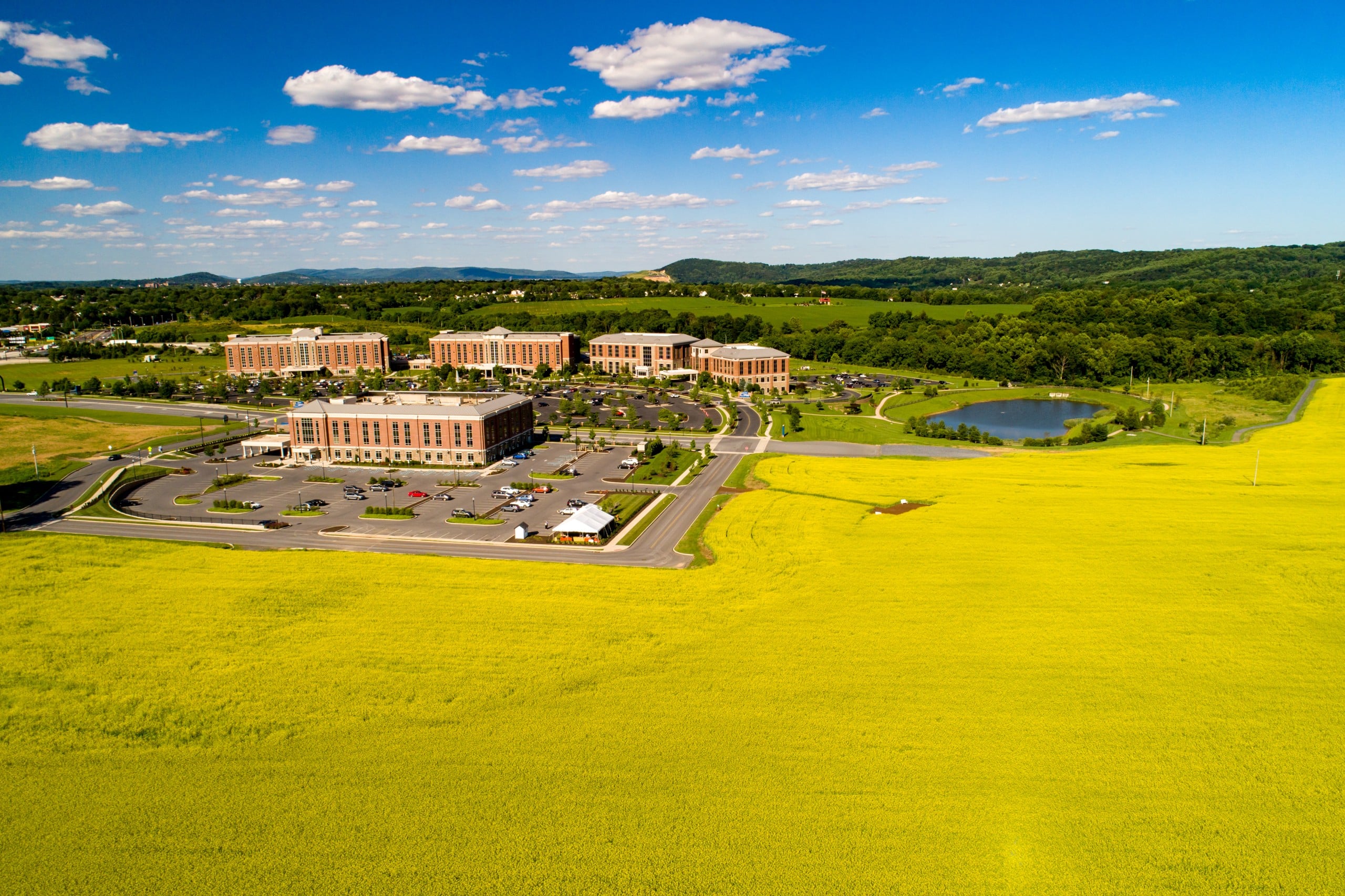 Canola