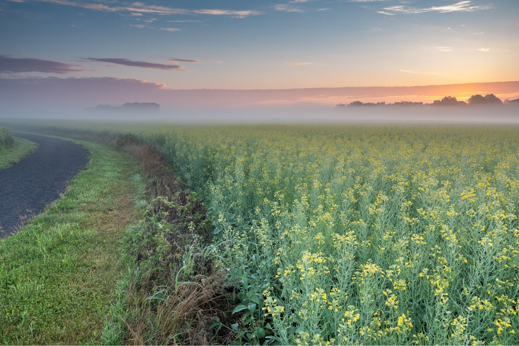 Canola Field