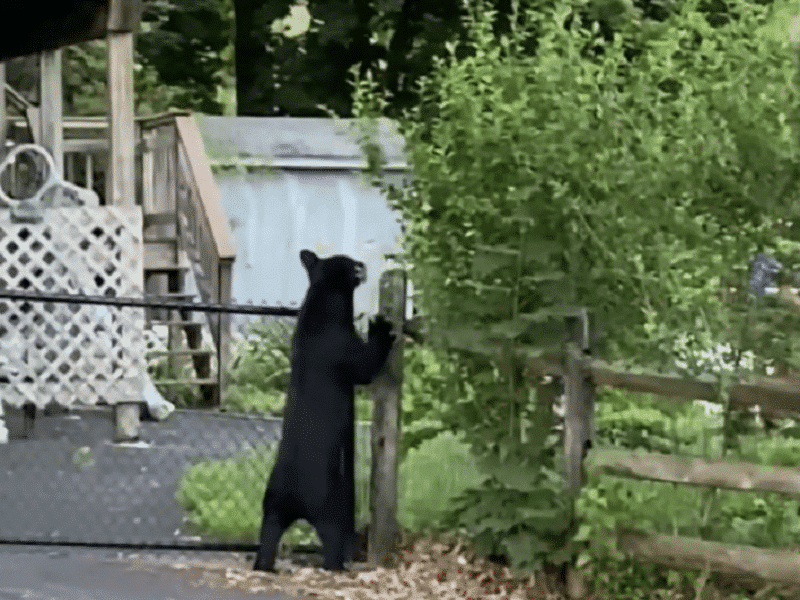 Perkasie Bear