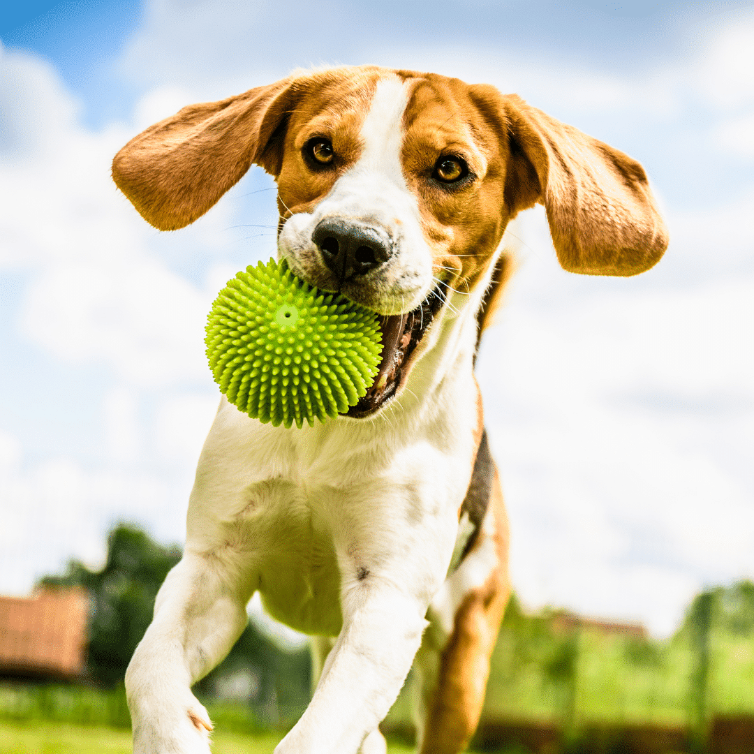 Upper Saucon Dog Park