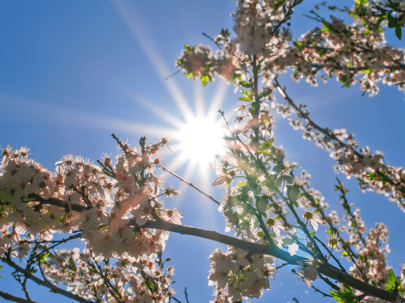 Spring Mood