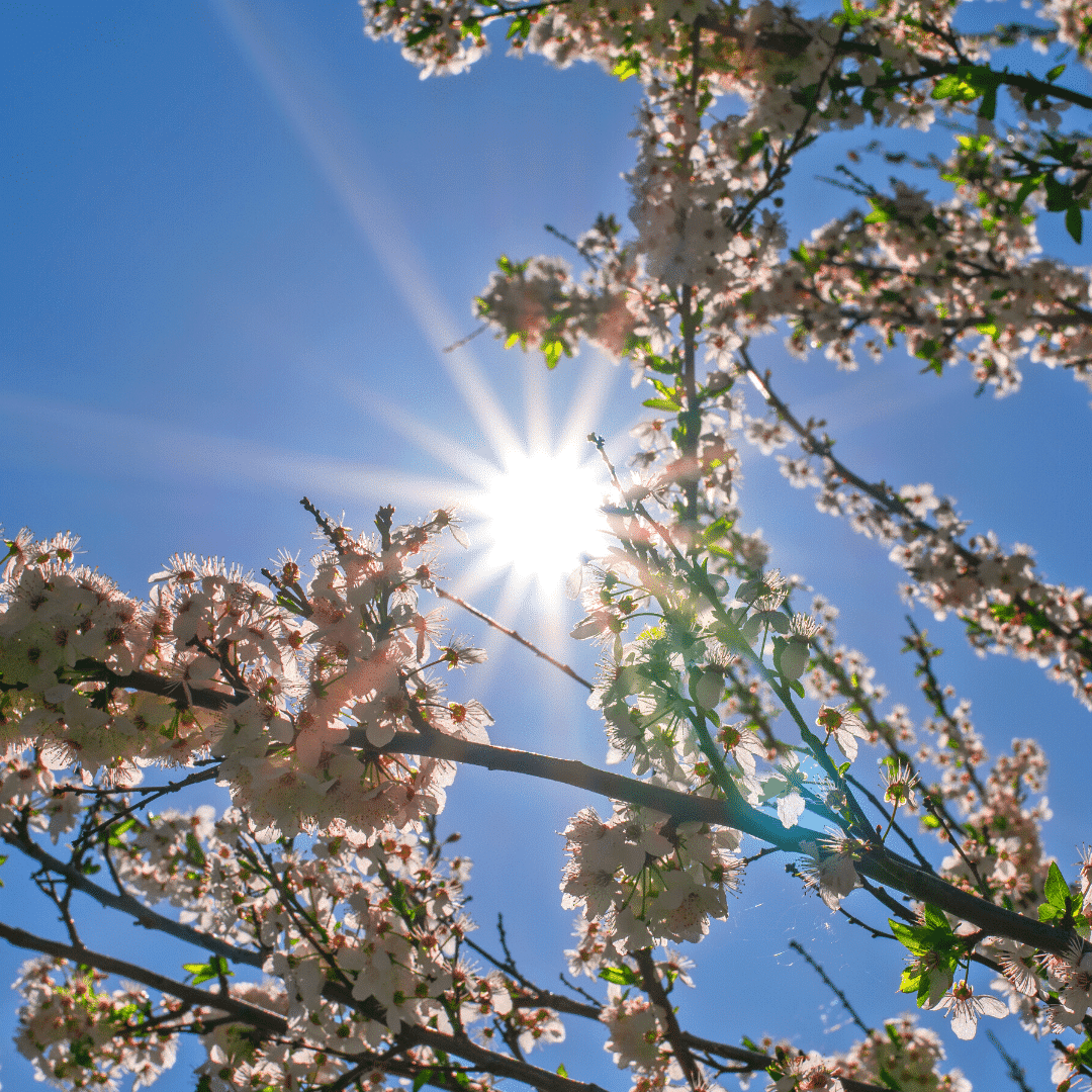 Spring Mood