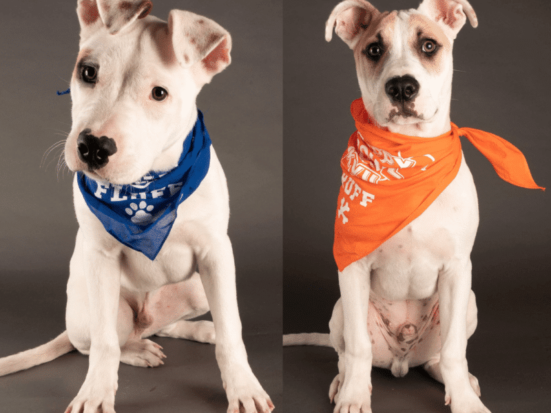 Puppy Bowl