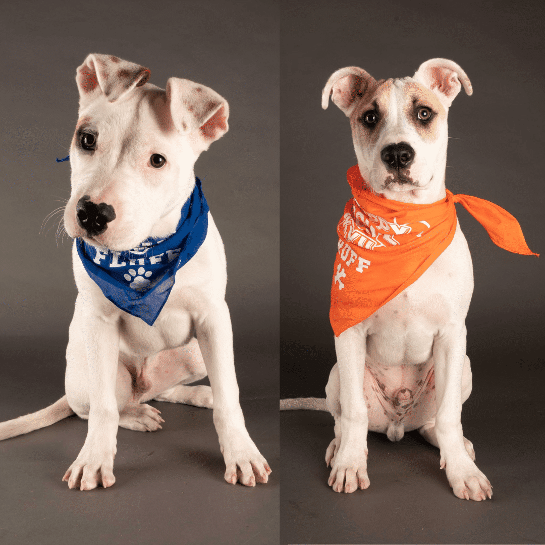Puppy Bowl