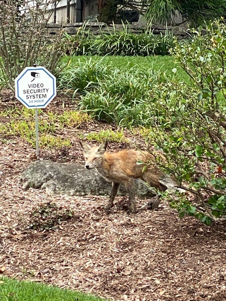 Coyote