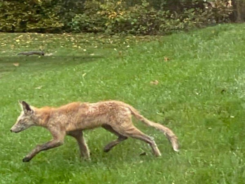 Coyote