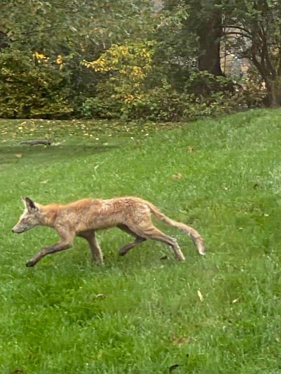 Coyote