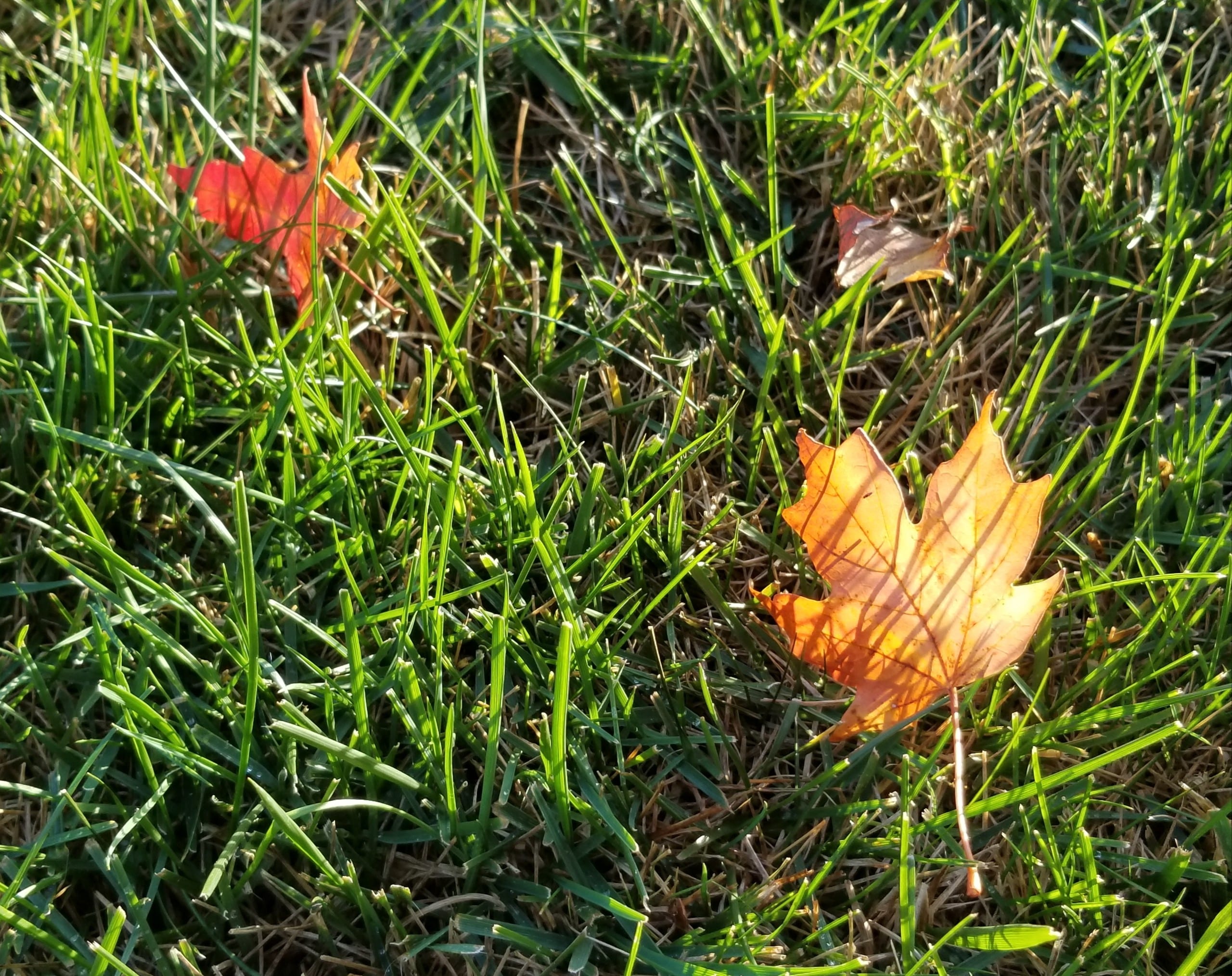 Fall Leaves