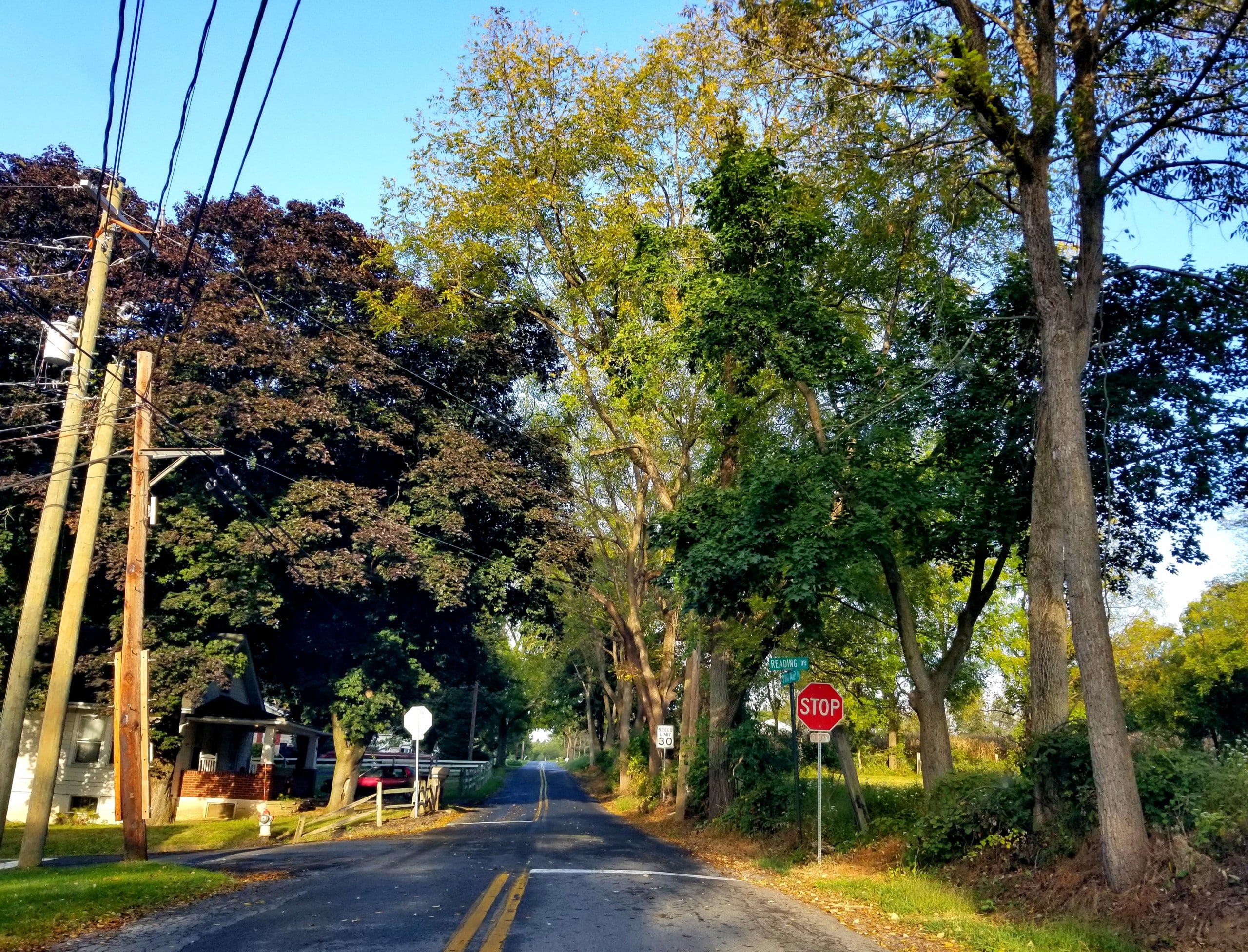 Fall Leaves