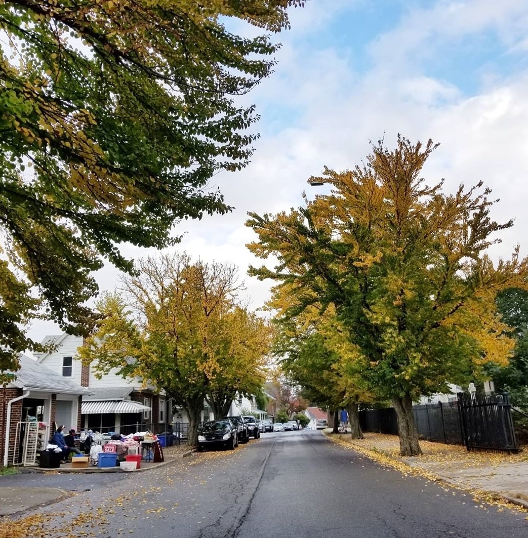 Fall Leaves