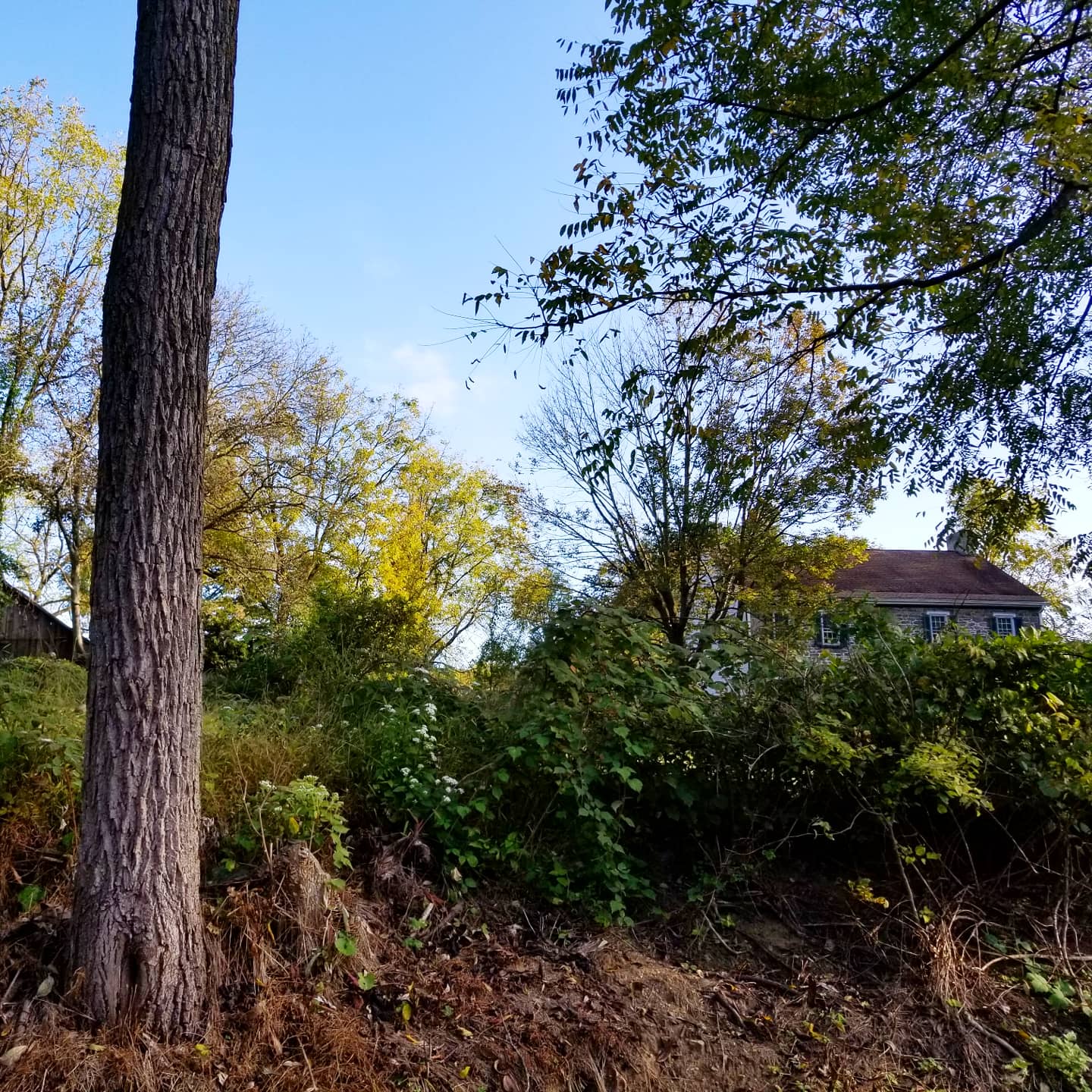 Fall Leaves
