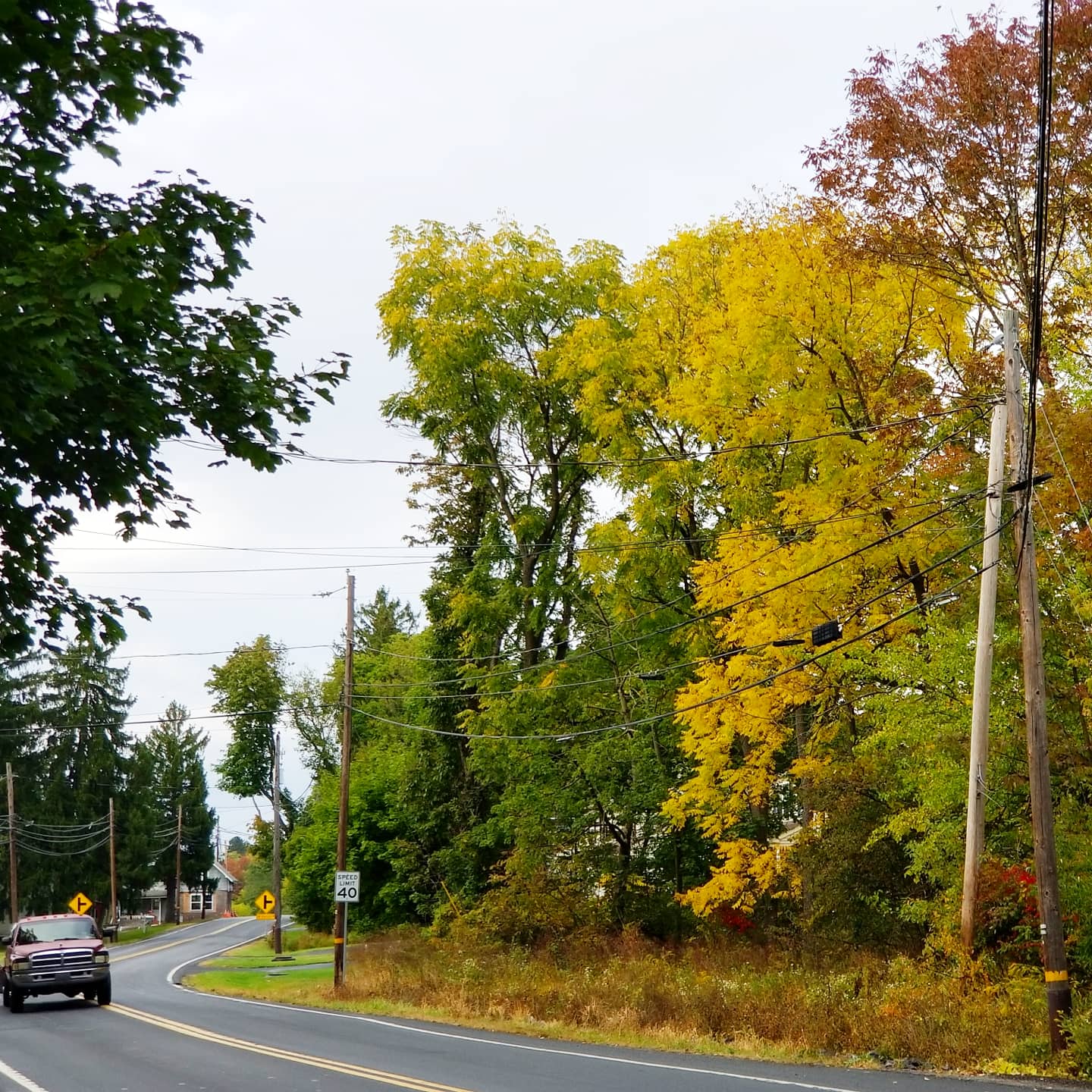 Fall Leaves