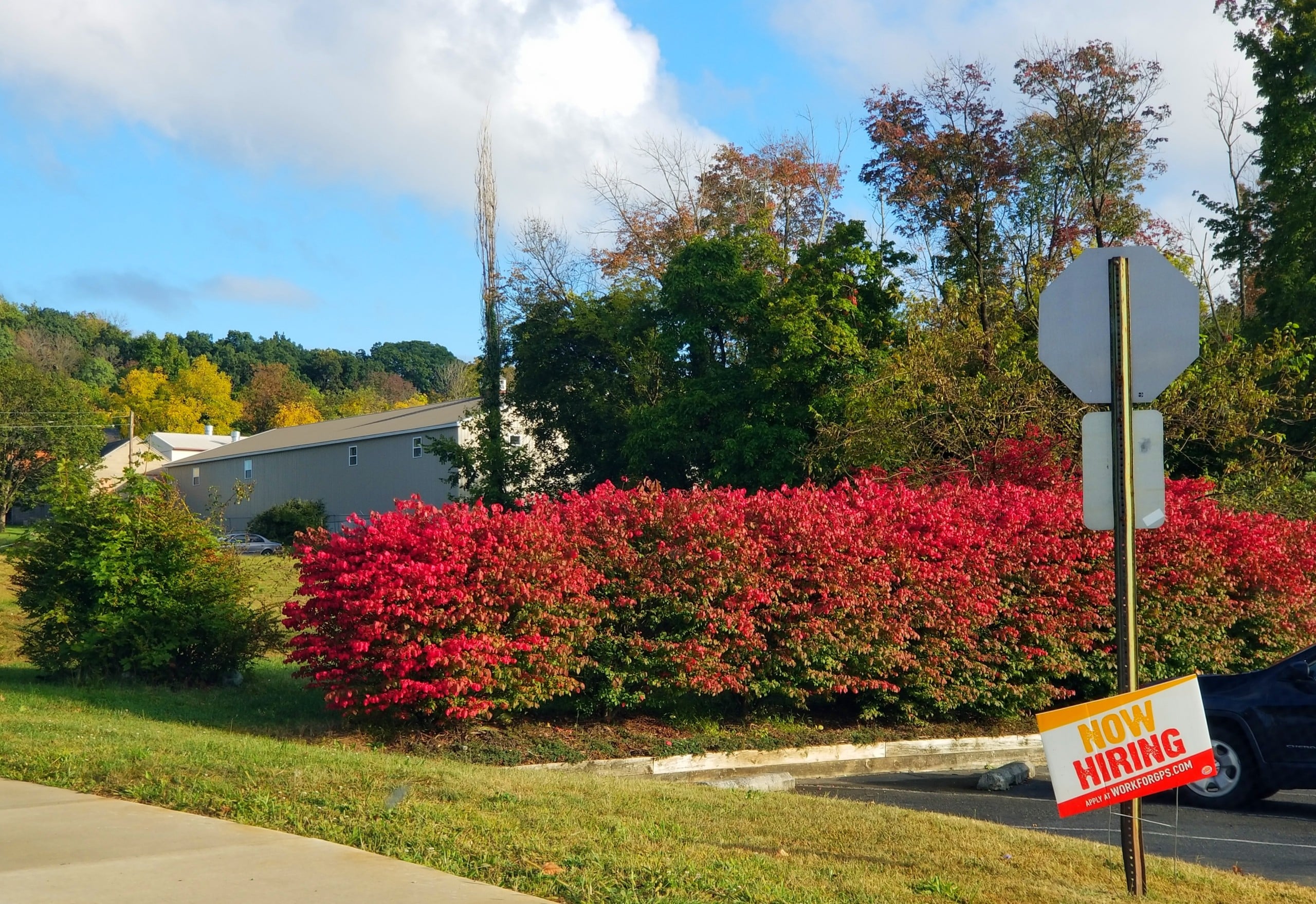 Fall Leaves