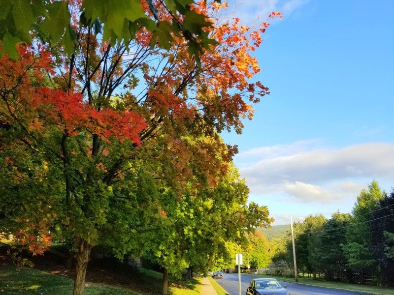 Fall Leaves