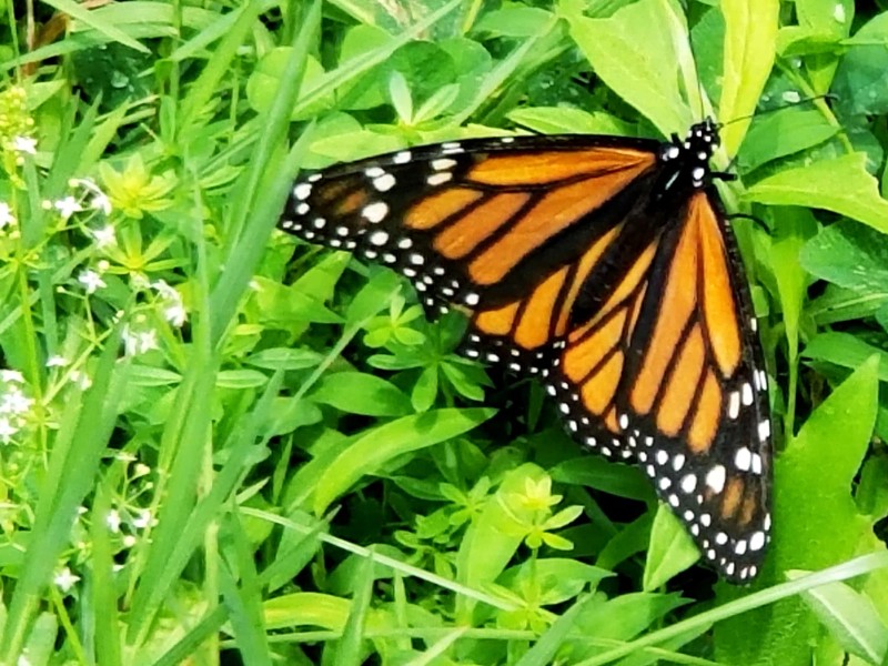 Woodland Hills Preserve