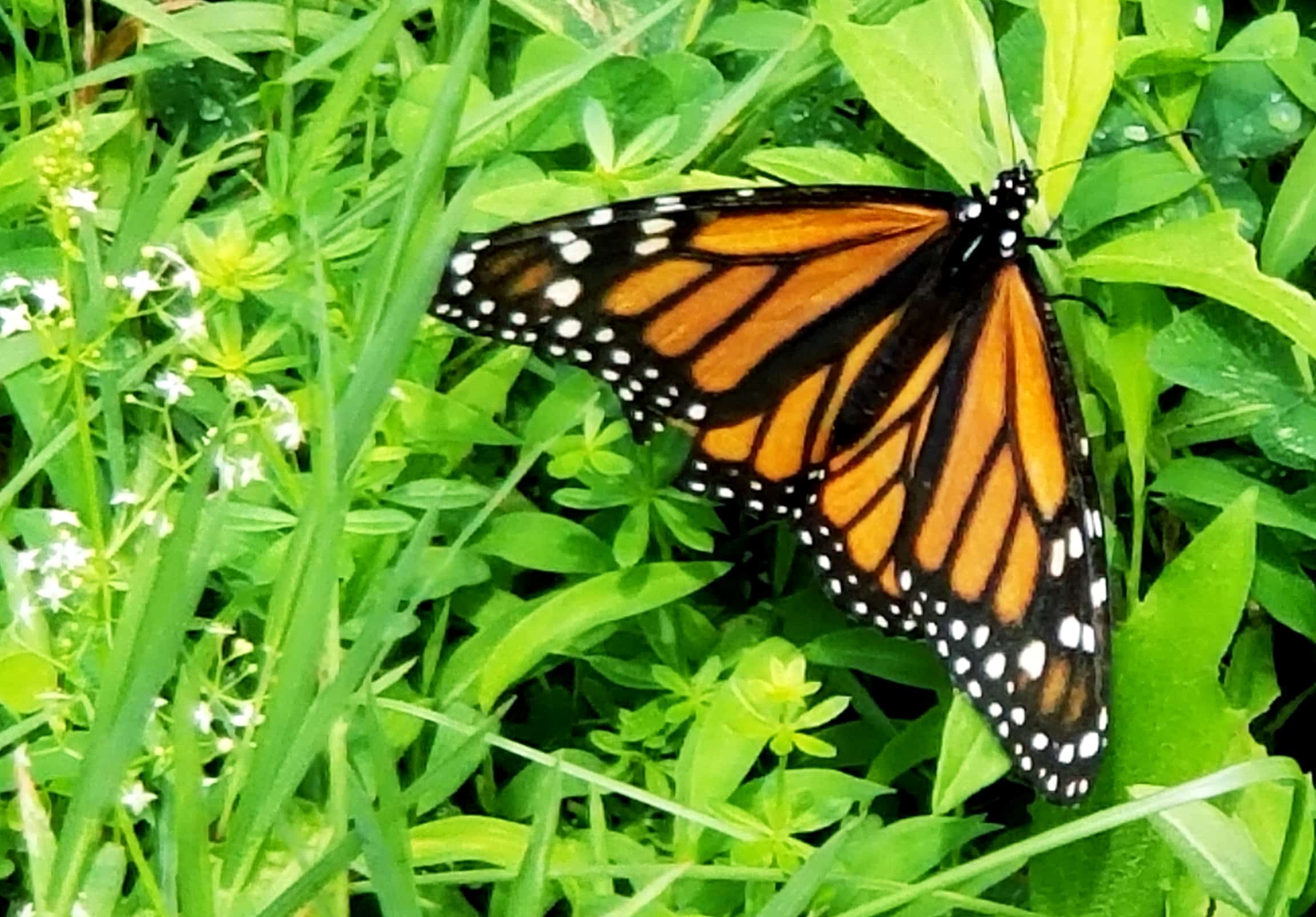 Woodland Hills Preserve