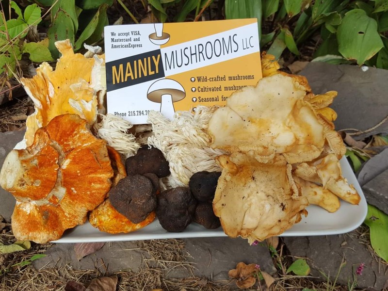 Mainly Mushrooms