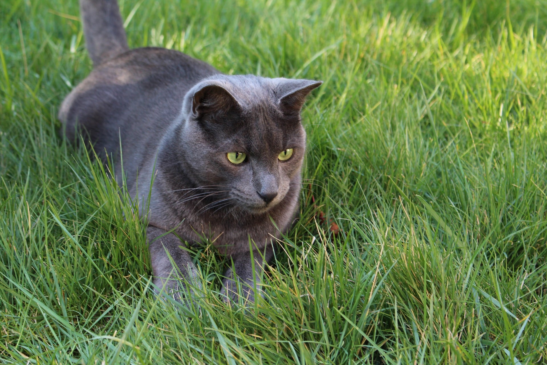 cat upper milford animal abuse