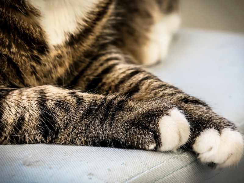 cat legs animal cruelty