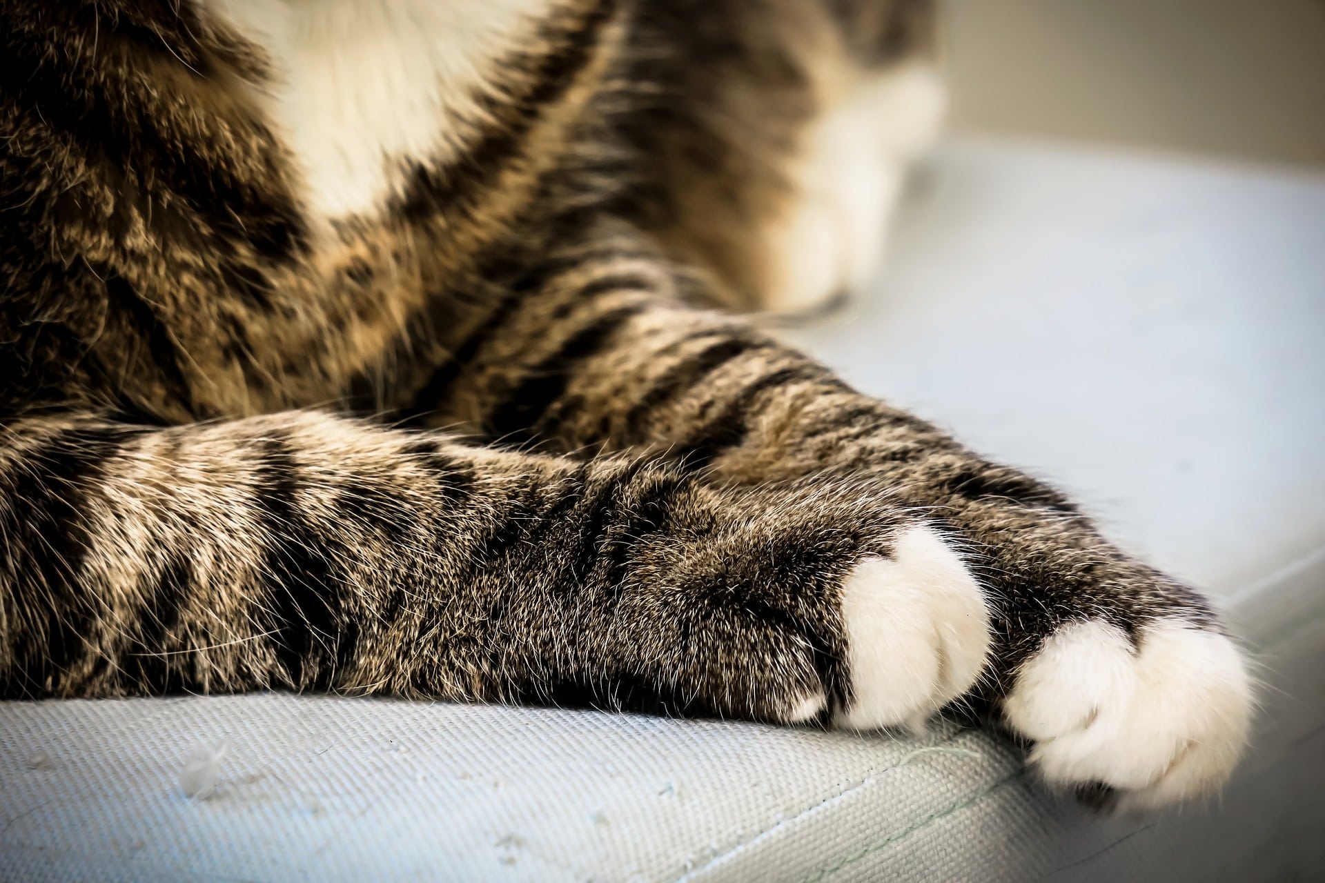 cat legs animal cruelty