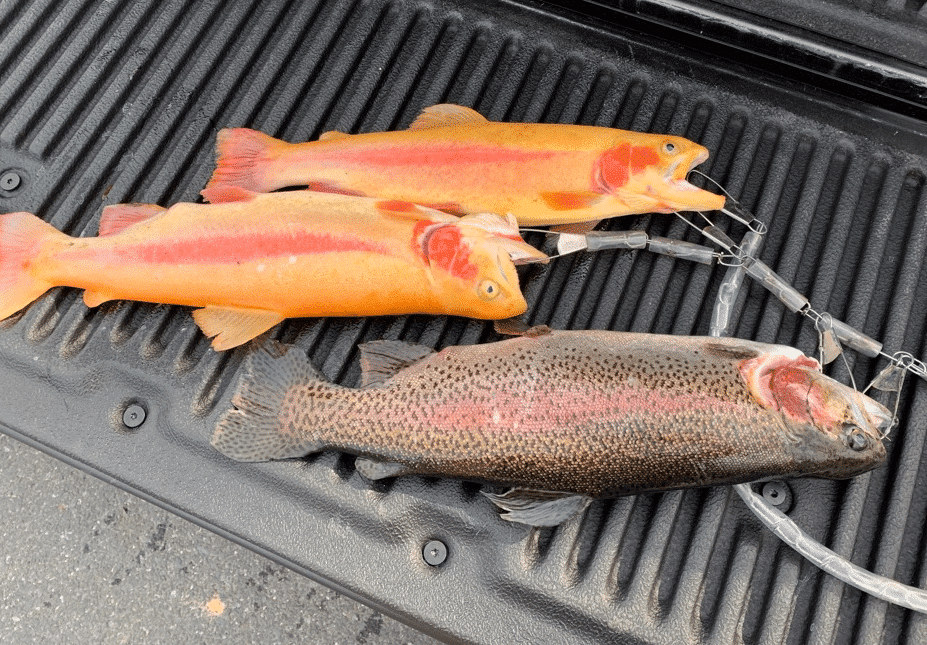Trout 1