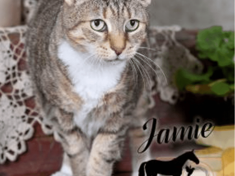 Jamie