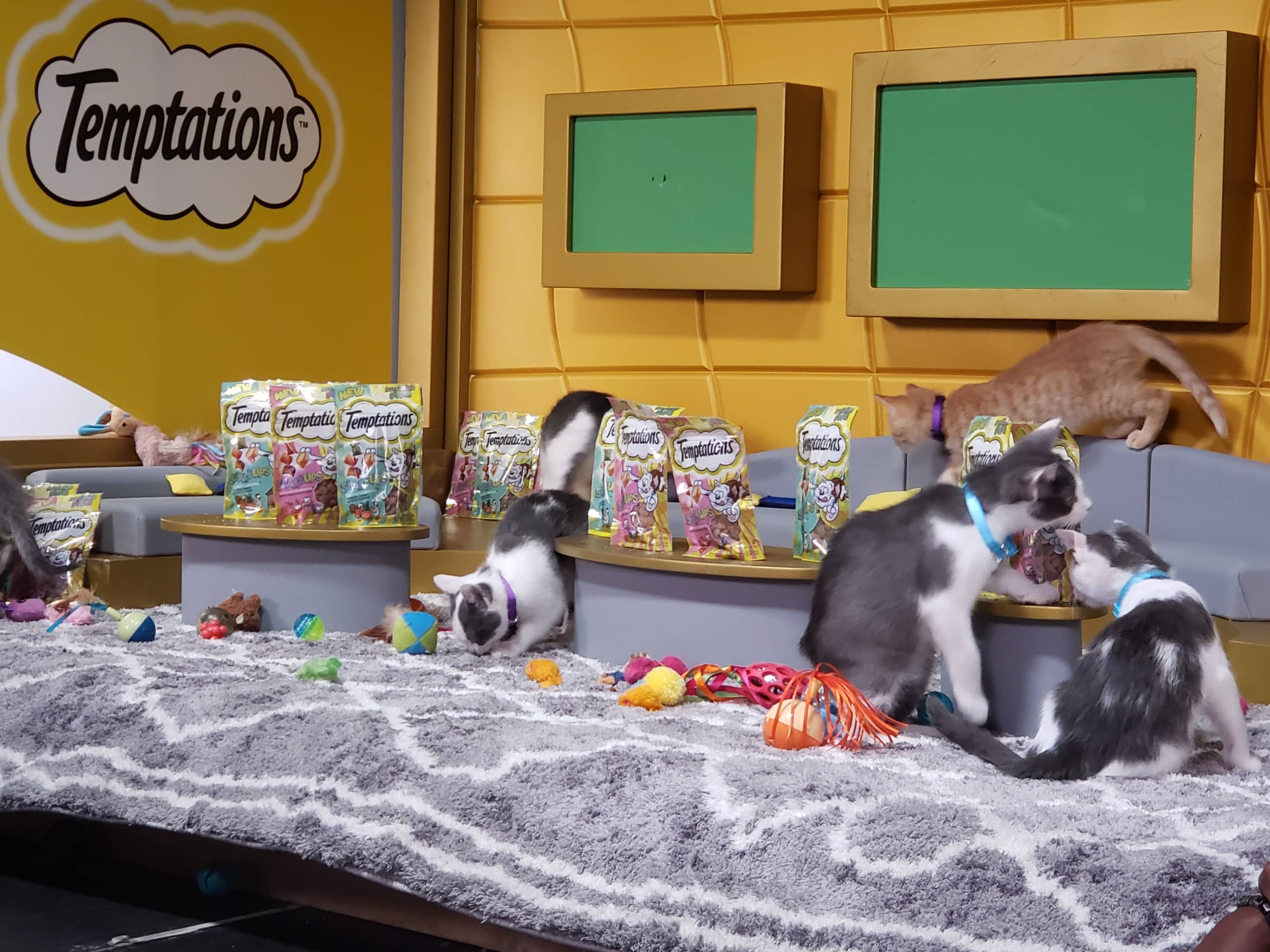 Puppy Bowl
