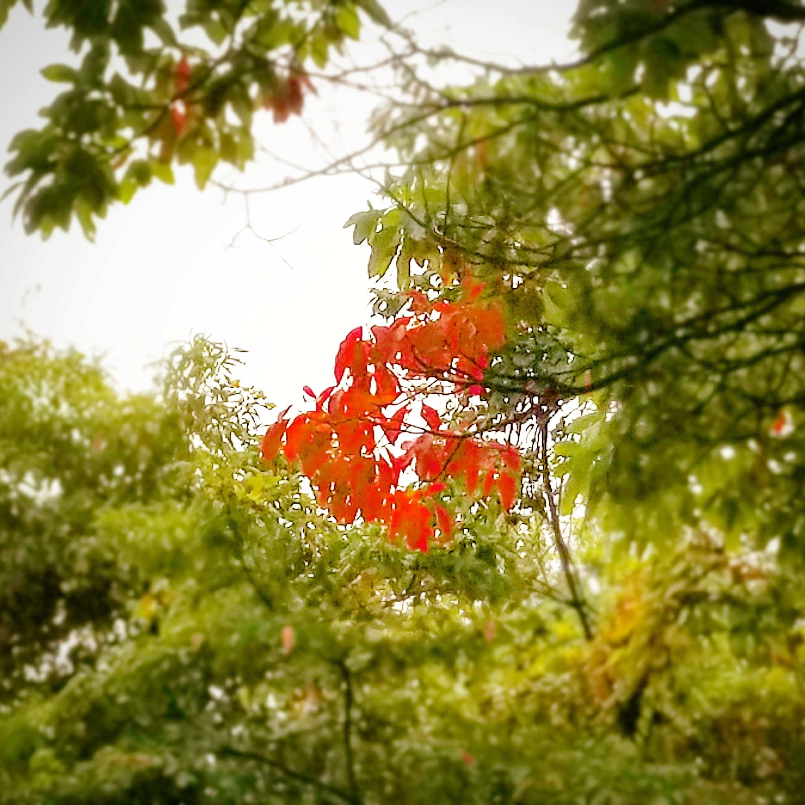 Fall leaves