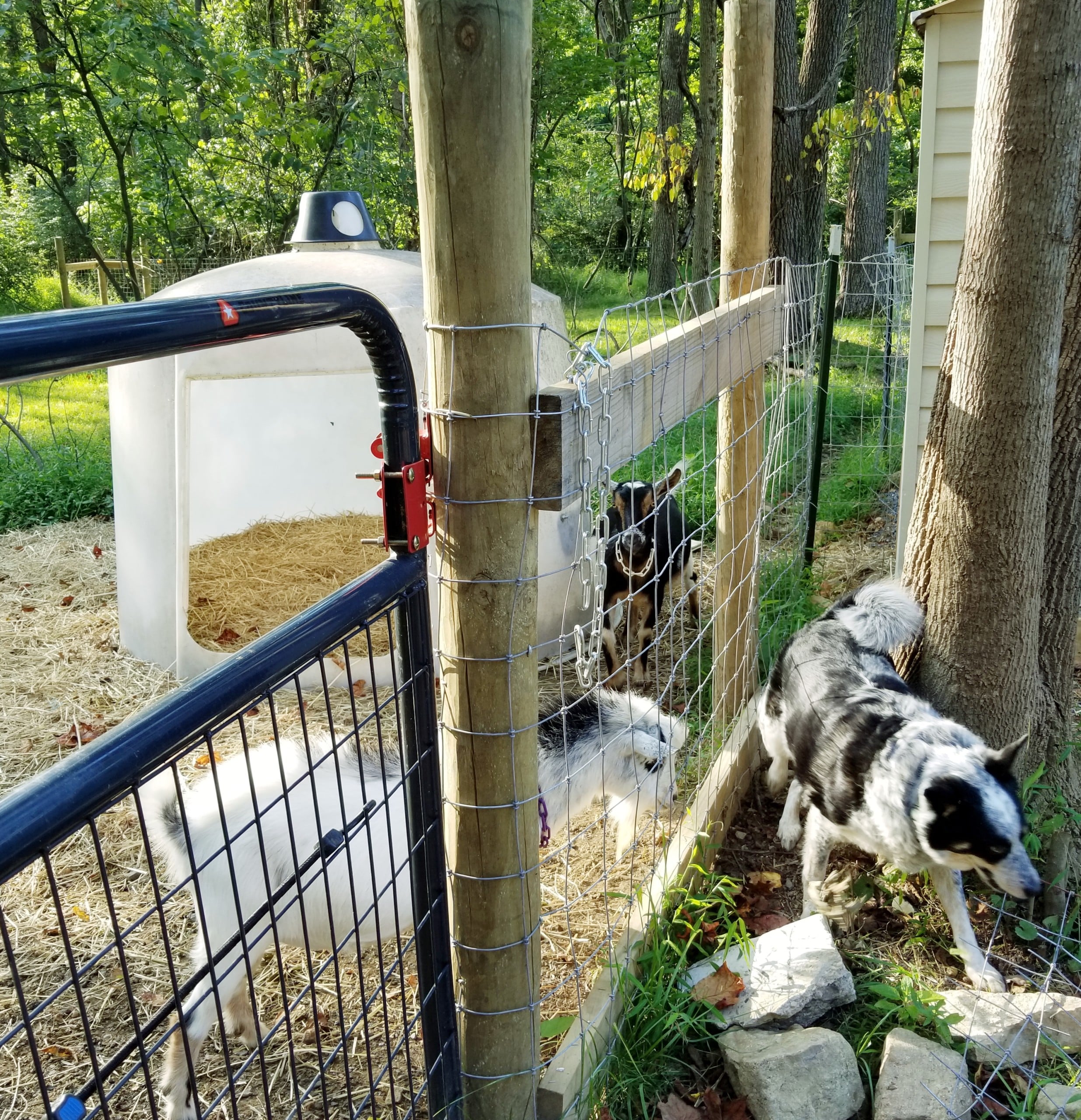 Goat's Milk Soap