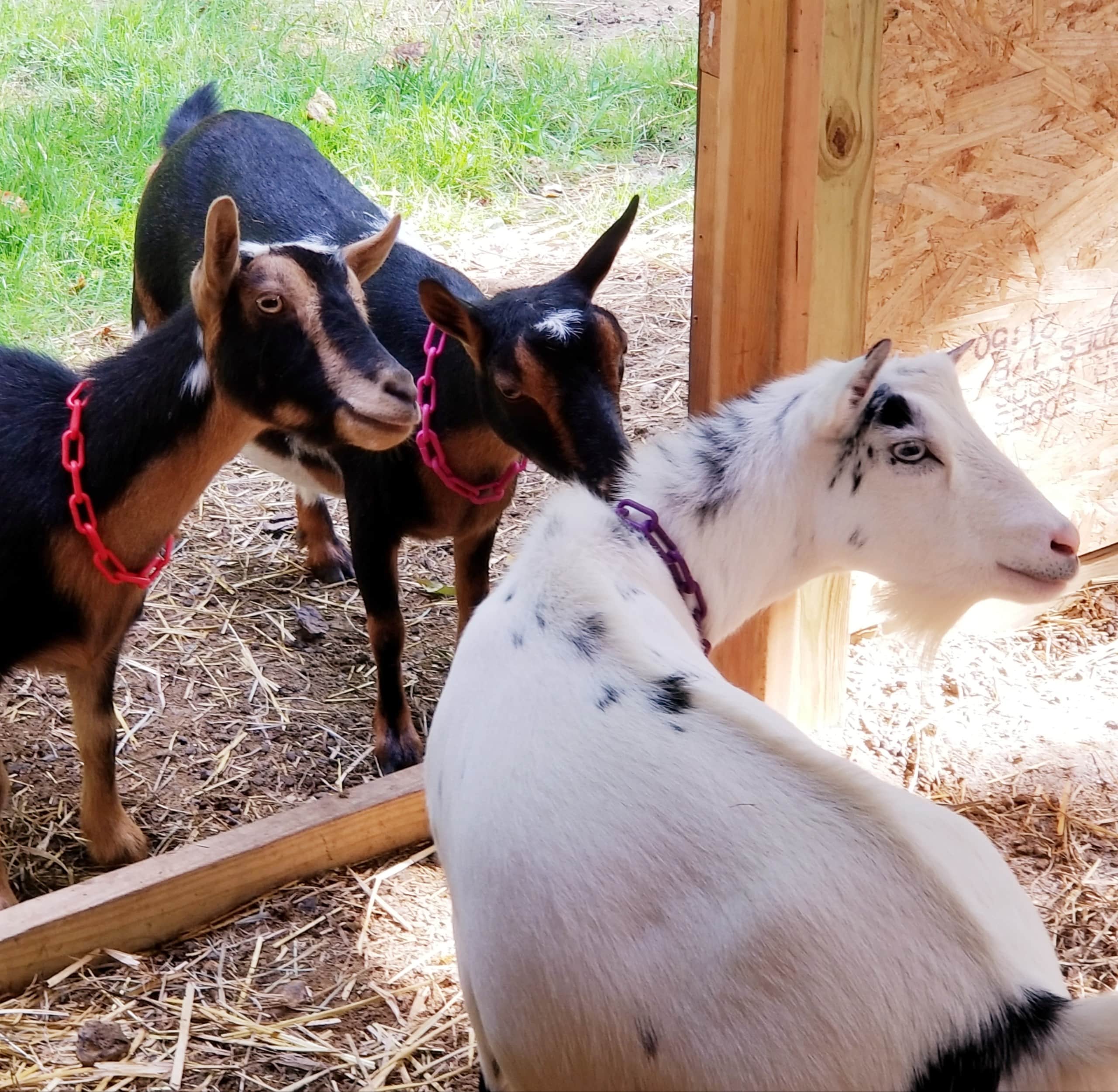 Goat's Milk Soap
