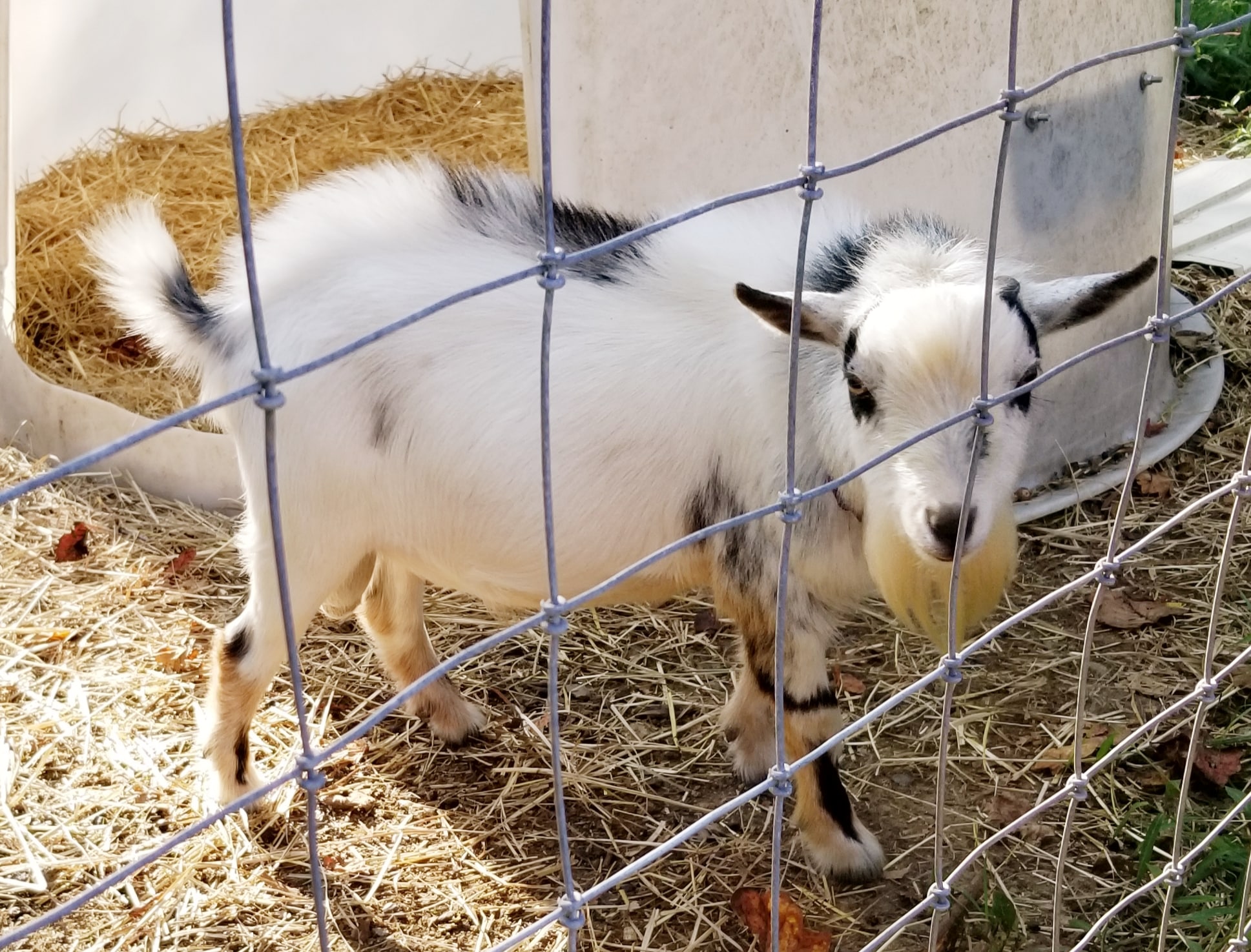 Goat's Milk Soap