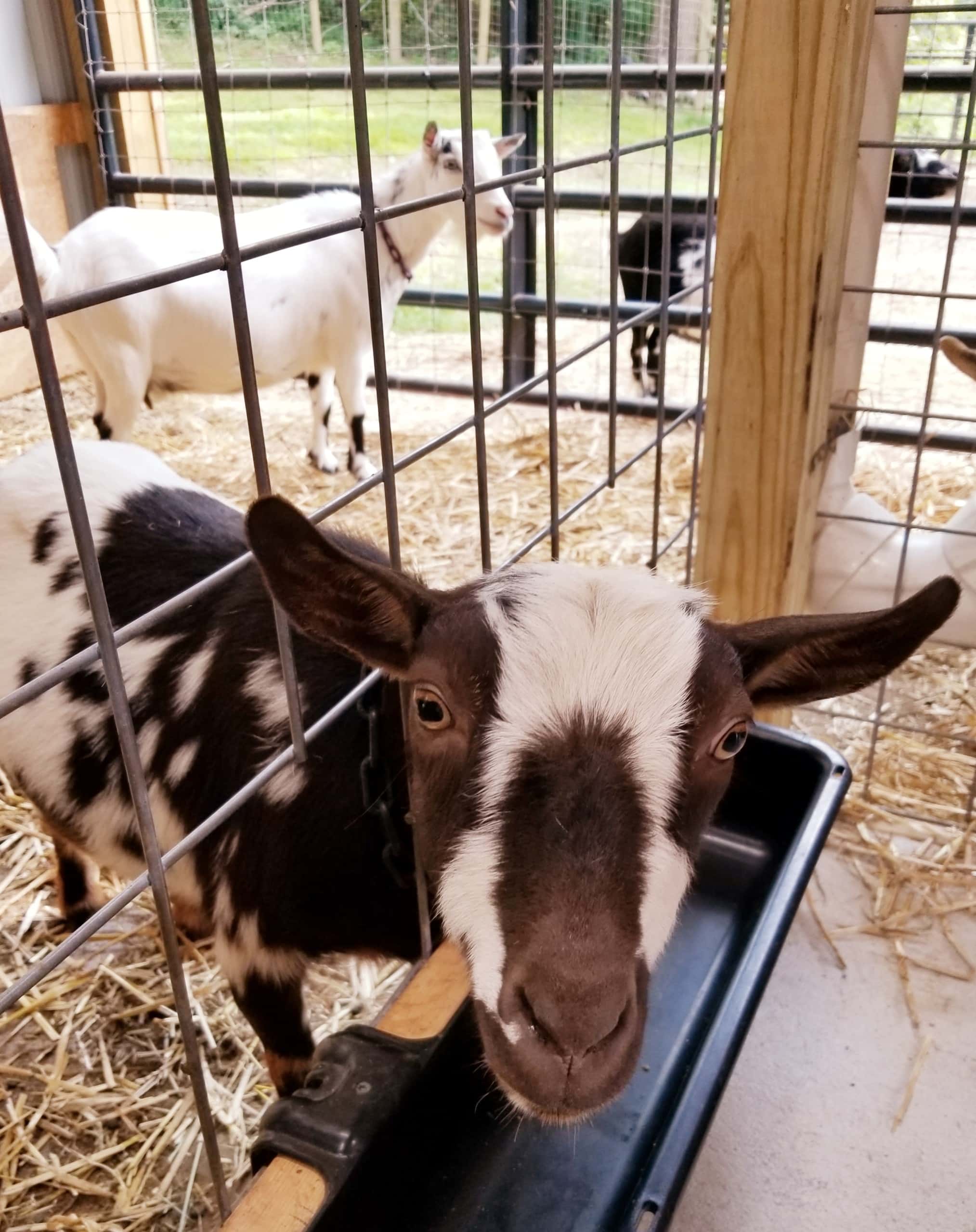 Goat's Milk Soap