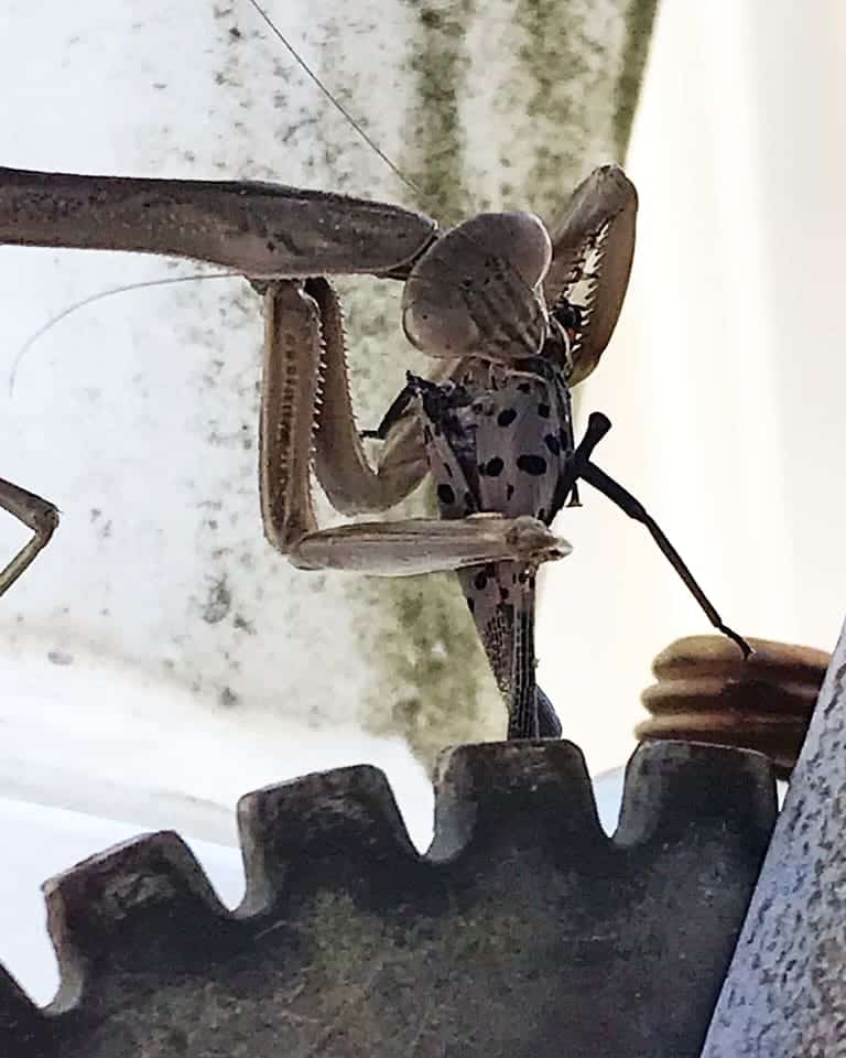 Praying Mantis Lanternfly