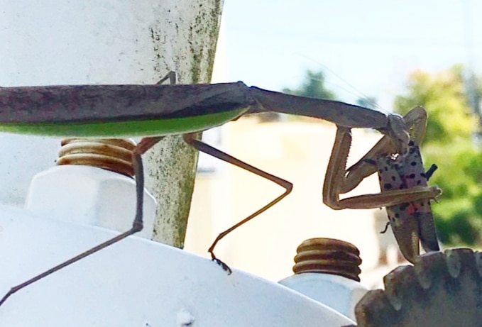 Praying Mantis Lanternfly