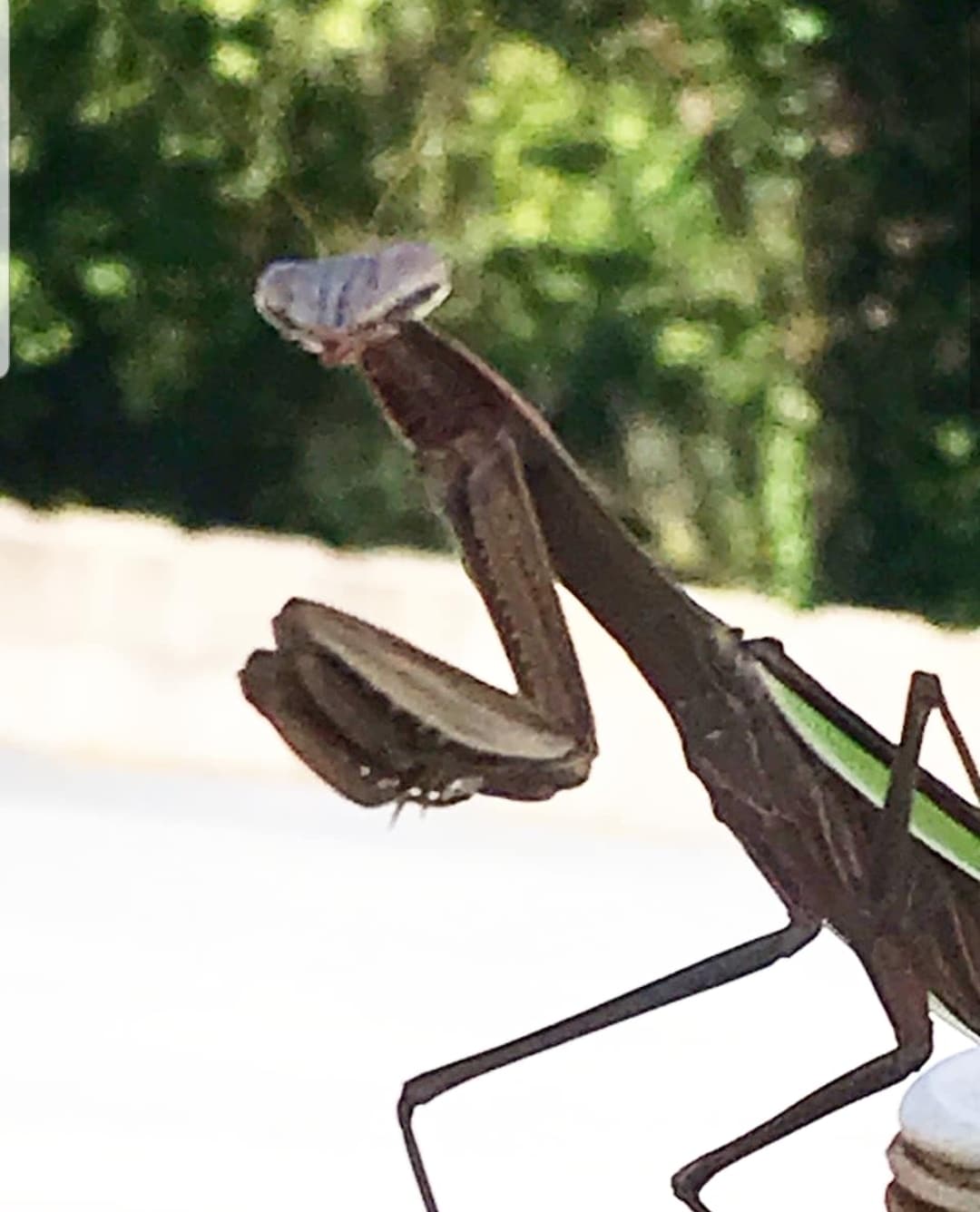 Praying Mantis Lanternfly