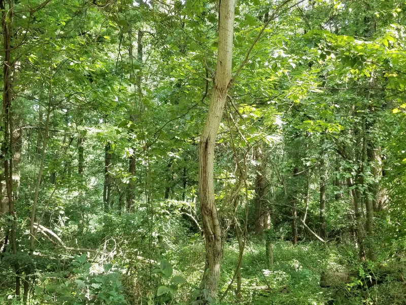 Seifert Property
