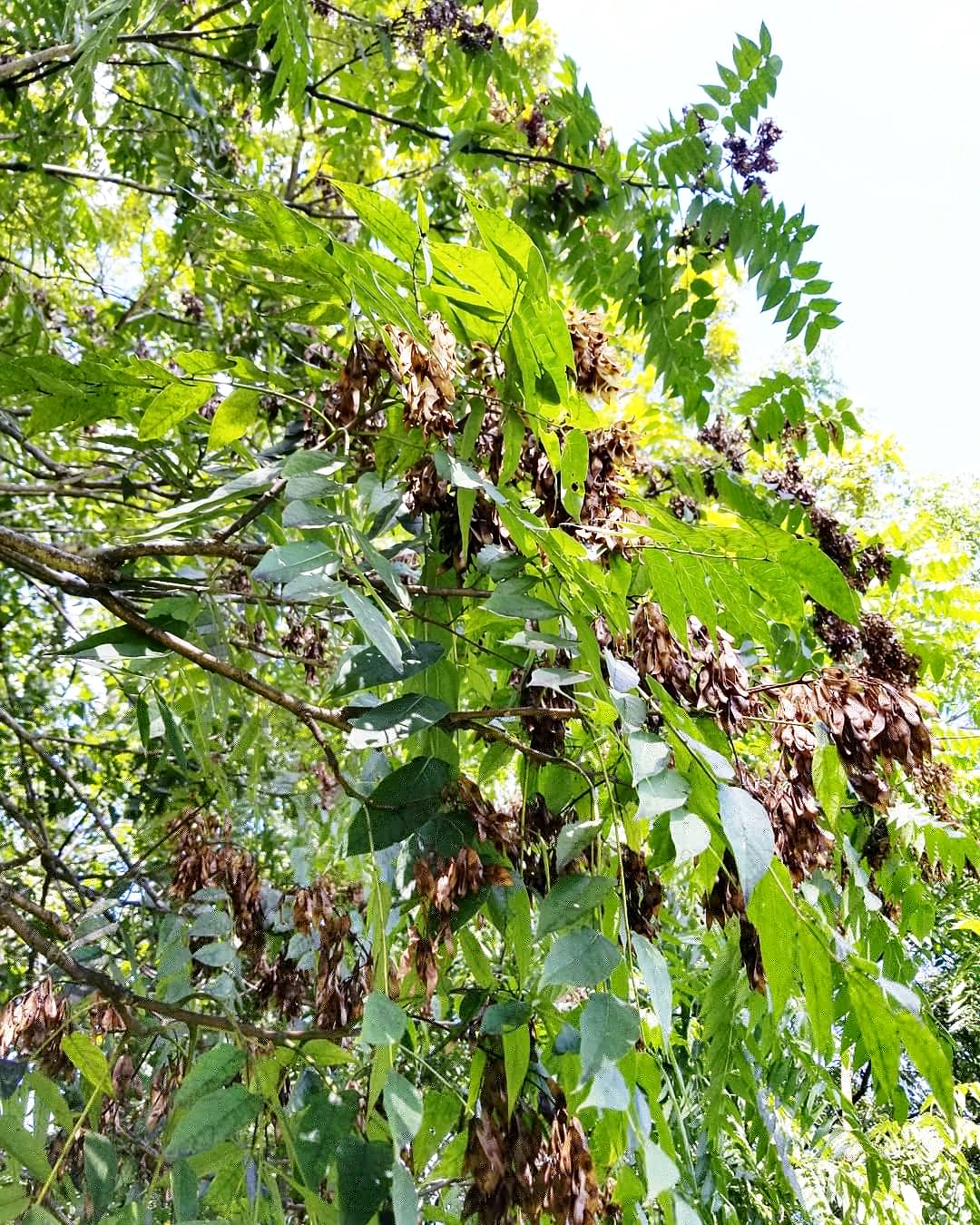 Lanternflies